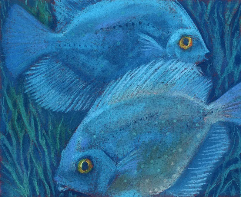 Голубые дискусы