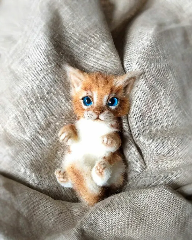 Котёнок тедди Вася, рыже-белый