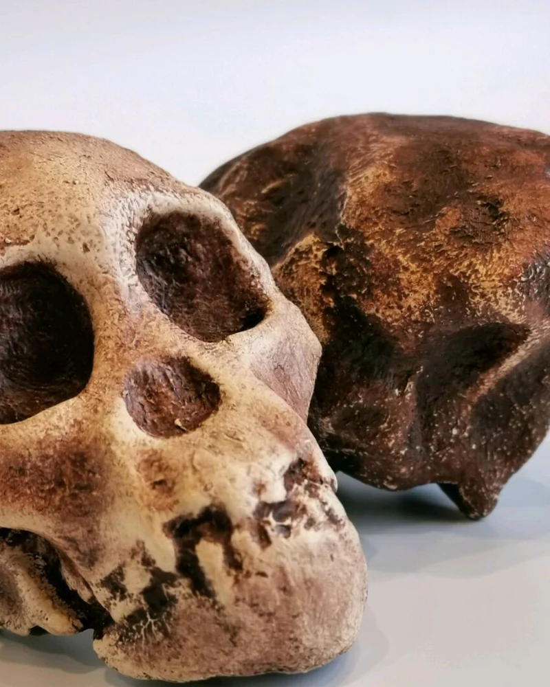 Австралопитек африканский "Taung Child", модель черепа