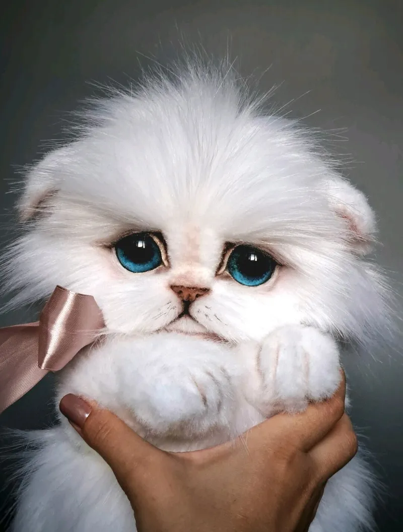 Котёнок тедди Зефир, белый