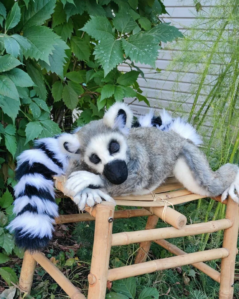 Кольцехвостый кошачий лемур Мия