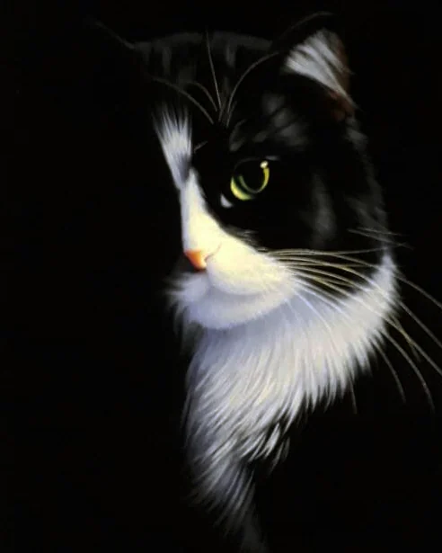Кот