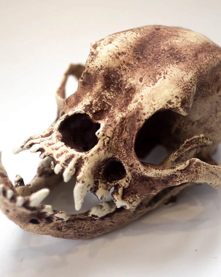 Череп бульдога, череп собаки реплика