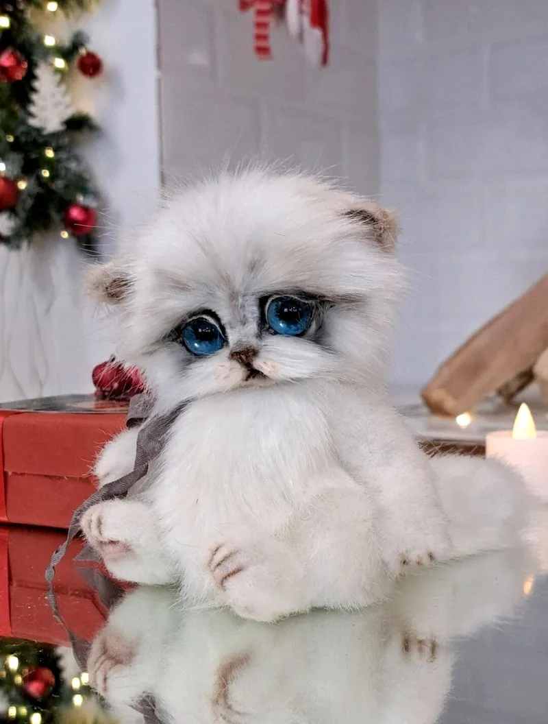Котёнок тедди Ромашка, белый