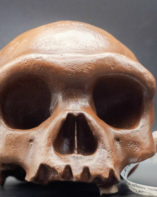 Homo longi (Денисовец) Реконструкция черепа – Человек-Дракон