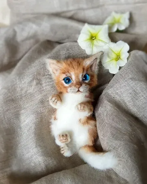 Котёнок тедди Вася, рыже-белый