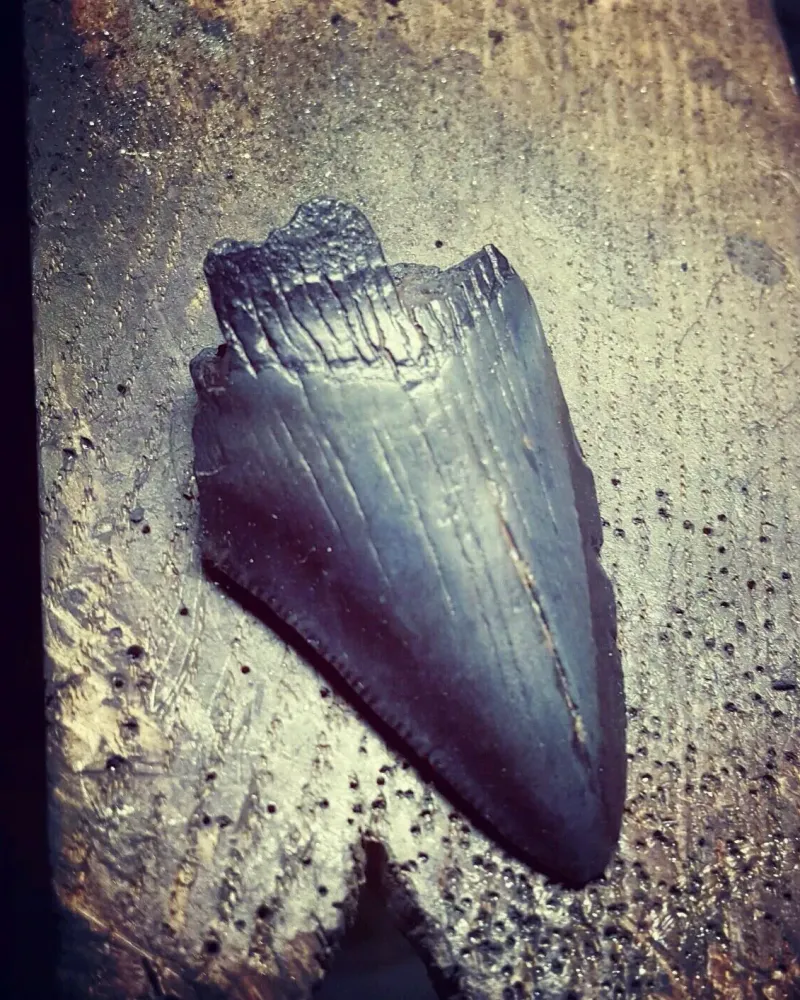 Рунический амулет из окаменелого зуба акулы Carcharocles megalodon — Основной