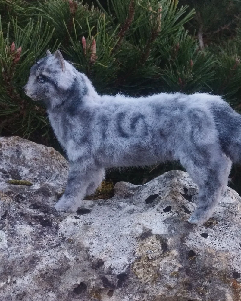 кот голубой шаман Перо Сойки