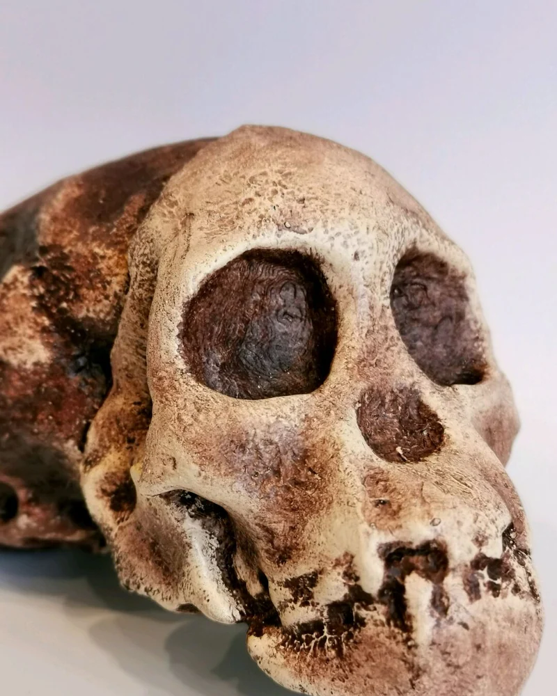 Австралопитек африканский "Taung Child", модель черепа