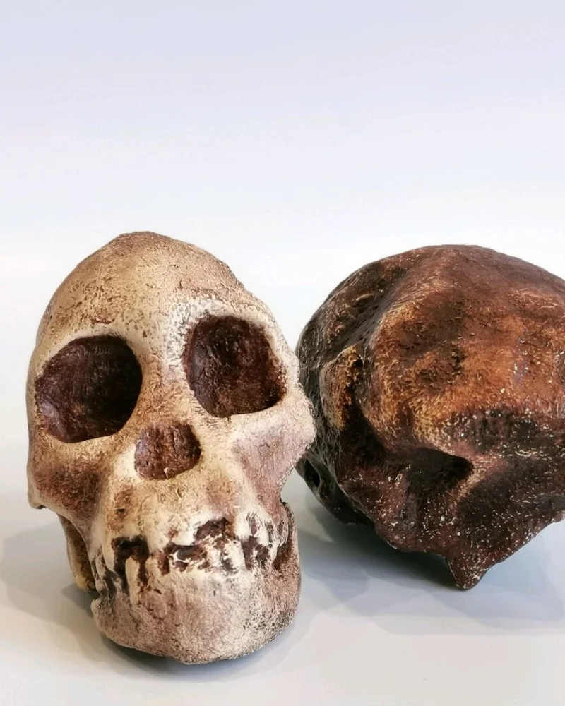 Австралопитек африканский "Taung Child", модель черепа