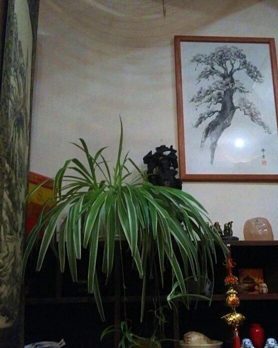 Картина Сосна, 40x60 Япония Китай коричневый долголетие