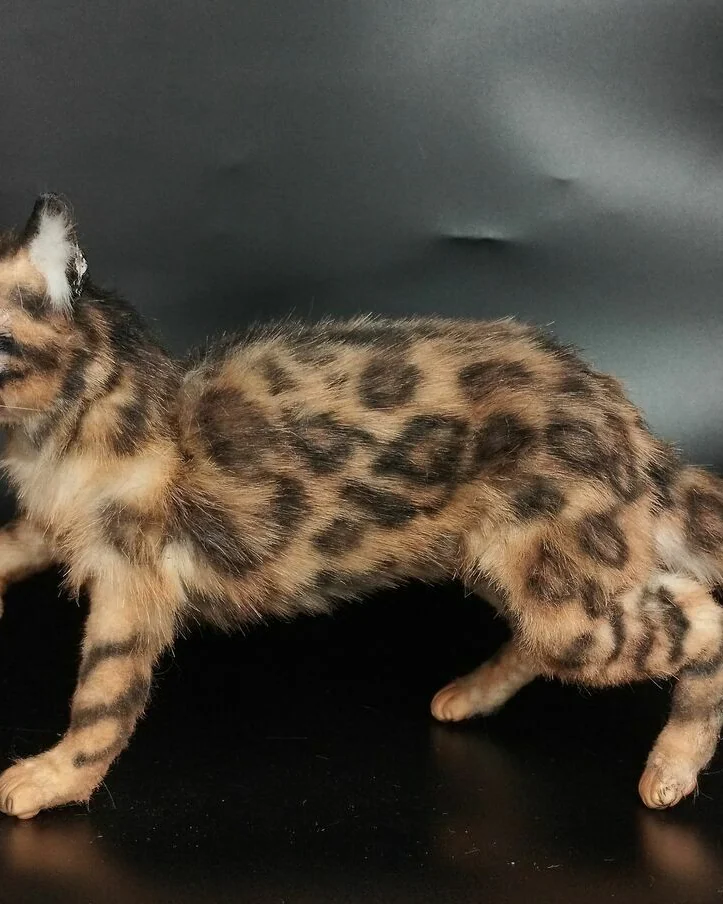 Кот бенгальский, коллекционная игрушка — Кот бенгальский, коллекционная игрушка