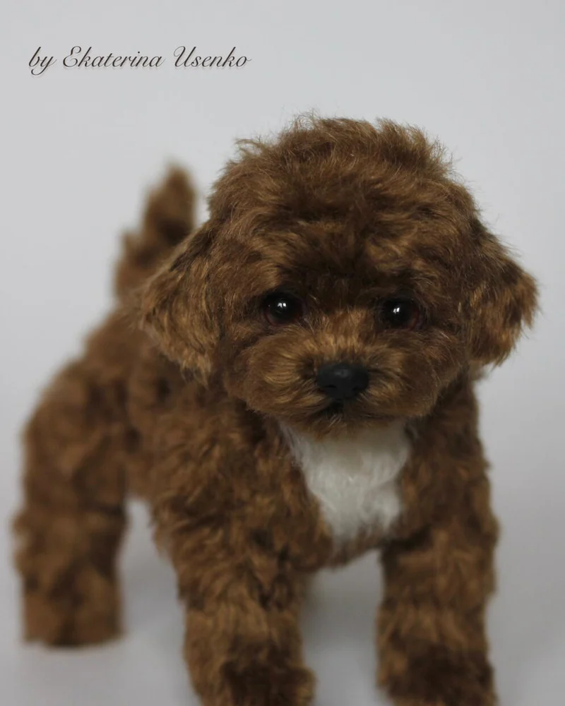 Щенок мальтипу (мини), коричневый — Коричневый