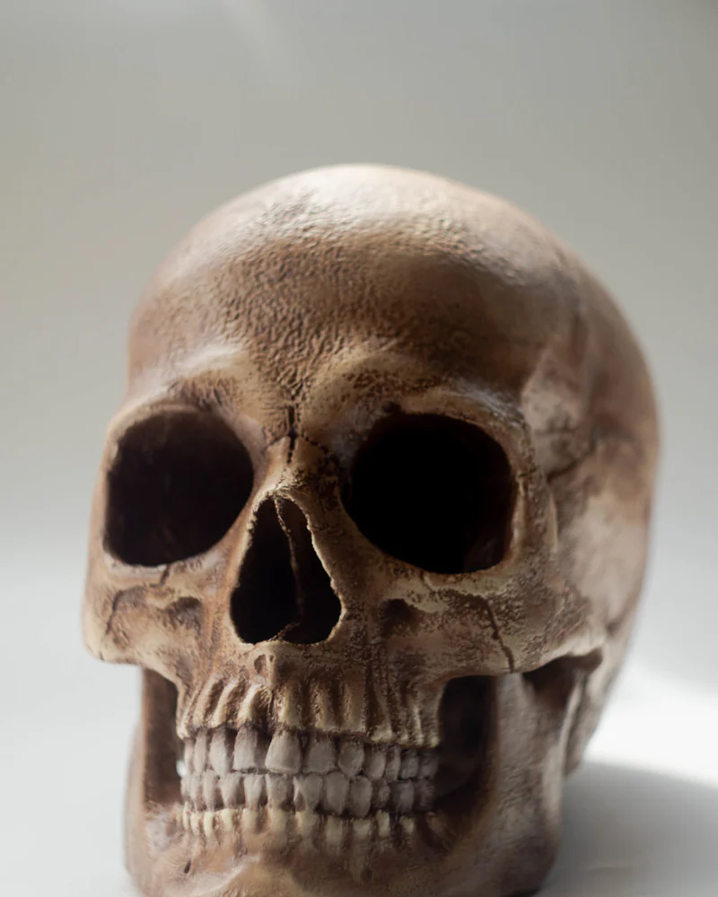 Анатомический череп современного человека, череп Homo Sapiens