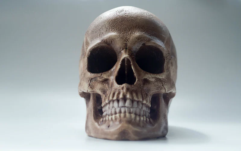 Анатомический череп современного человека, череп Homo Sapiens