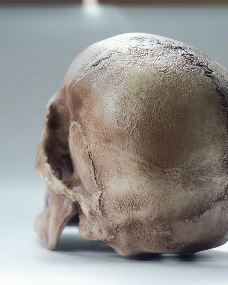 Анатомический череп современного человека, череп Homo Sapiens