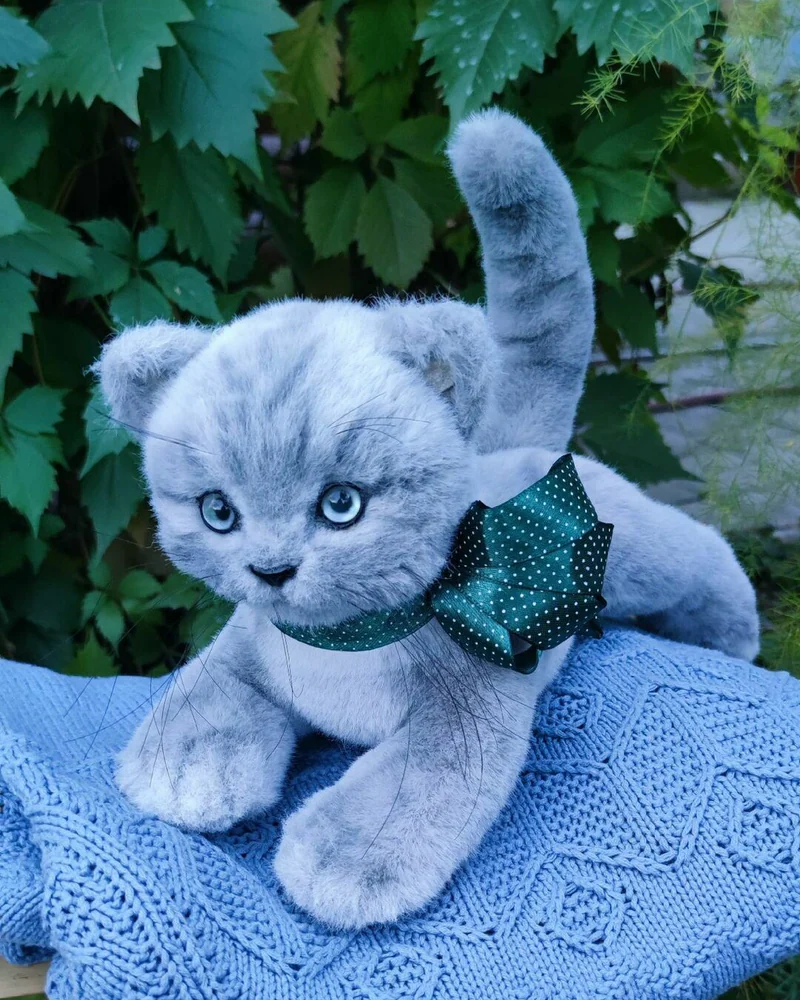 Котёнок Барон