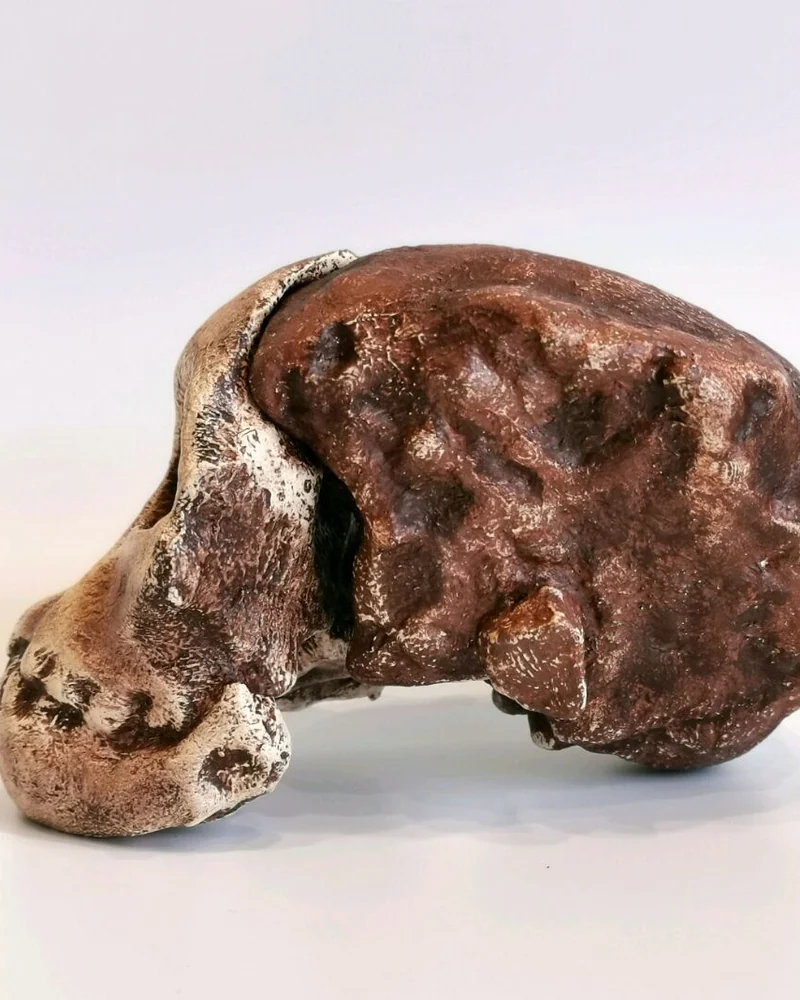 Австралопитек африканский "Taung Child", модель черепа