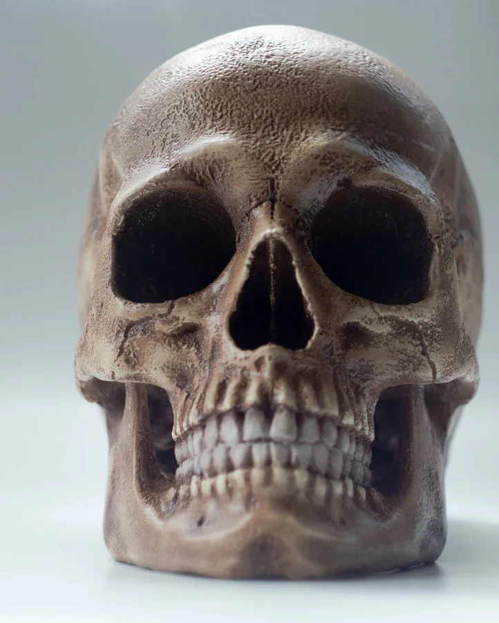 Анатомический череп современного человека, череп Homo Sapiens