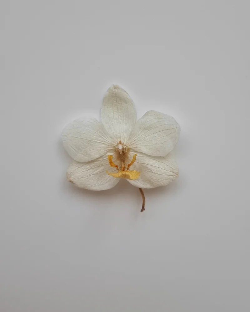 null — орхидея сухоцвет