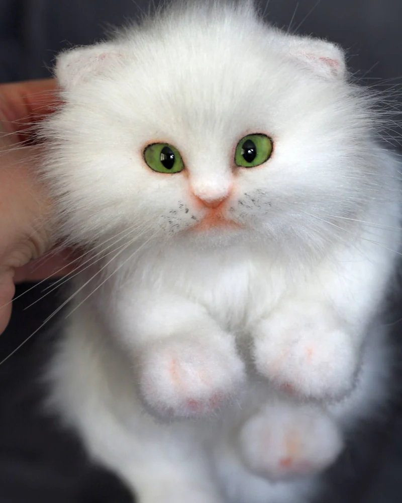 Белый котенок с зелеными глазами