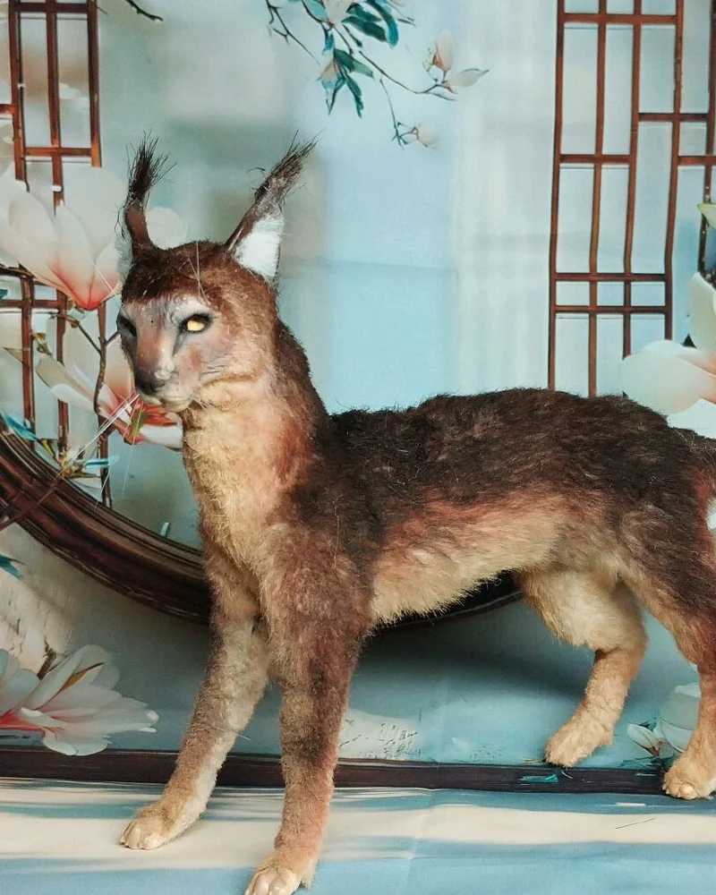 Каракал, фигурка 1:6 для куклы — Каракал, фигурка 1:6 для куклы