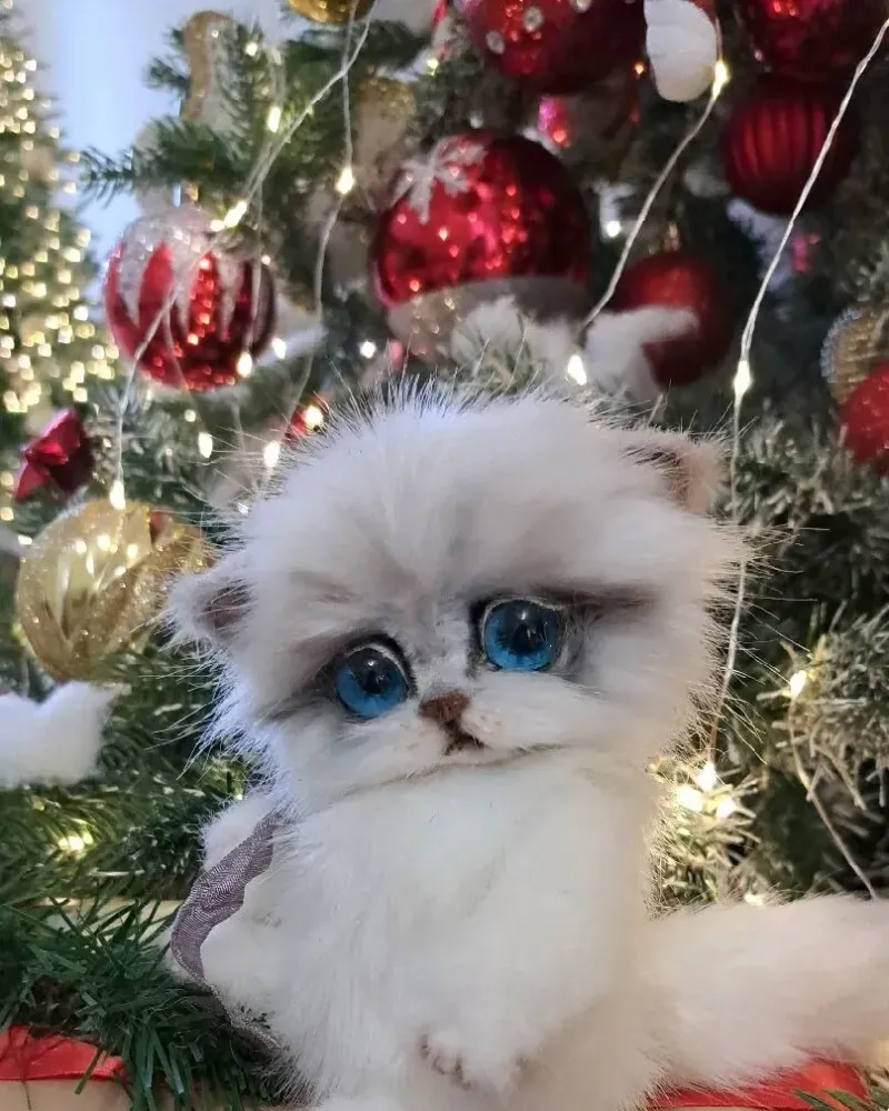 Котёнок тедди Ромашка, белый