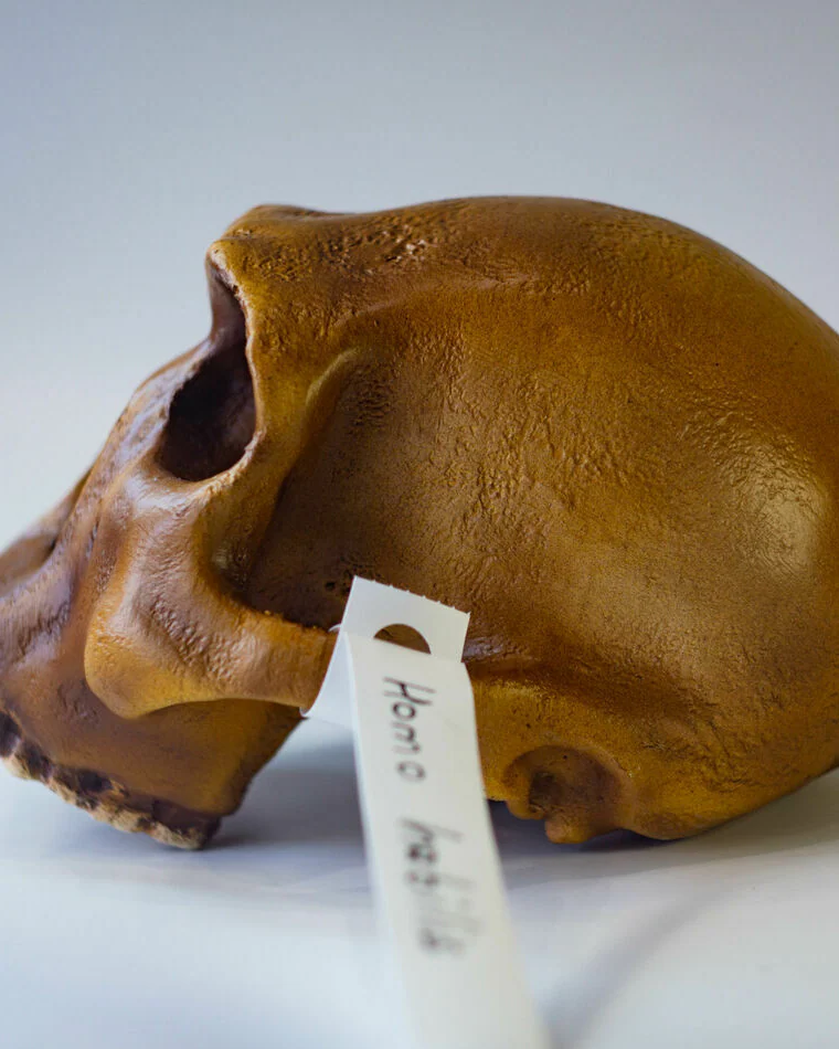 Хомо Хабилис Homo habilis, черепа антропологическая