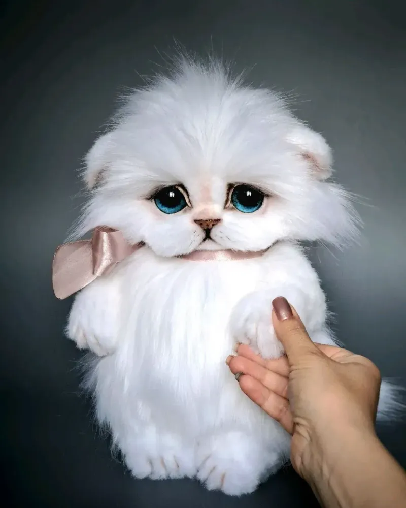 Котёнок тедди Зефир, белый