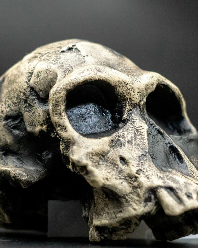 Хомо Хабилис Homo habilis Skull (KNM-ER 1813), модель черепа