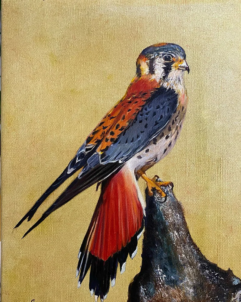 Картина маслом 30×40 см. Falco. Сокол — Оригинал