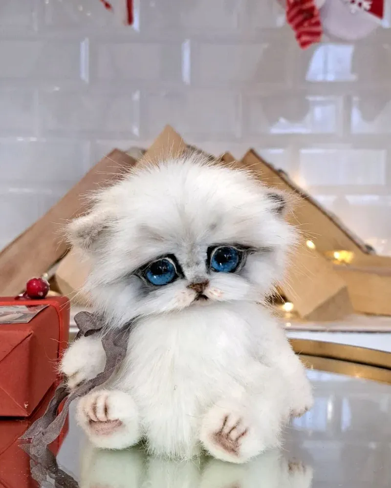 Котёнок тедди Ромашка, белый