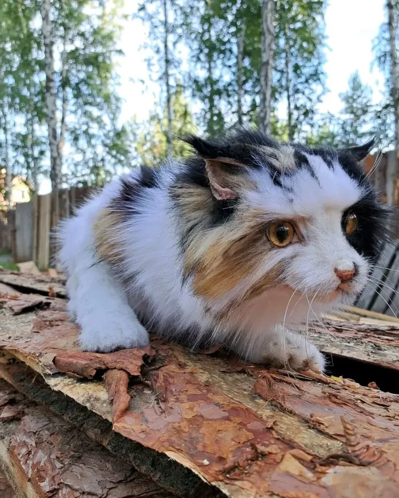 Реалистичная кошка Женька с цыплятами, трёхцветная