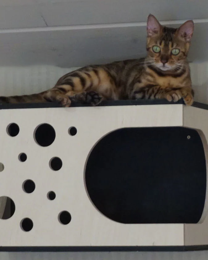 лежанка настенная для кошек, домик для кошек подвесной на стену "Космос-3" VIMBESK — Черный