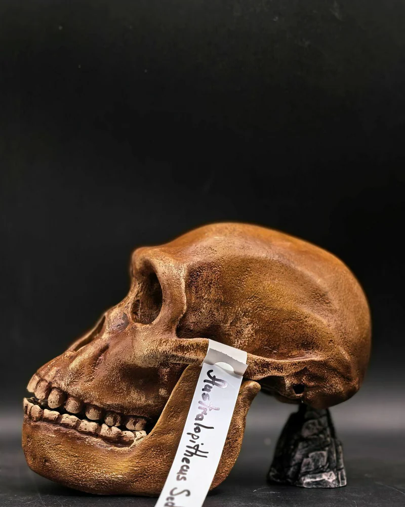 Реплика черепа Australopithecus sediba (Австралопитек седиба, MH1)
