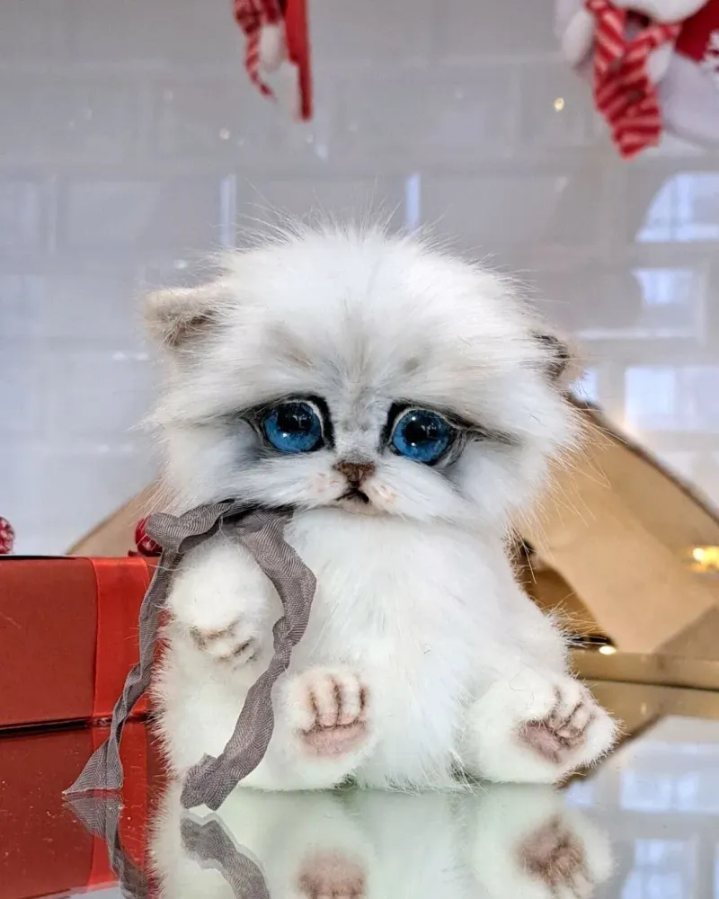 Котёнок тедди Ромашка, белый