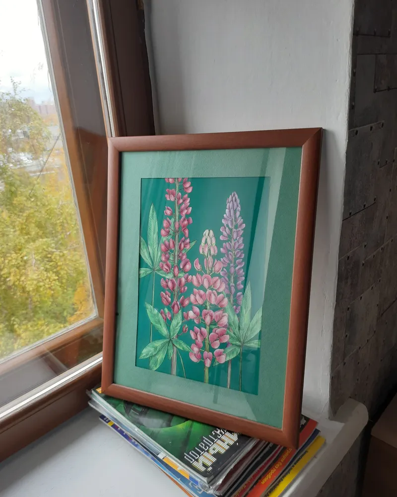 Люпины. Рисунок на бумаге — в раме
