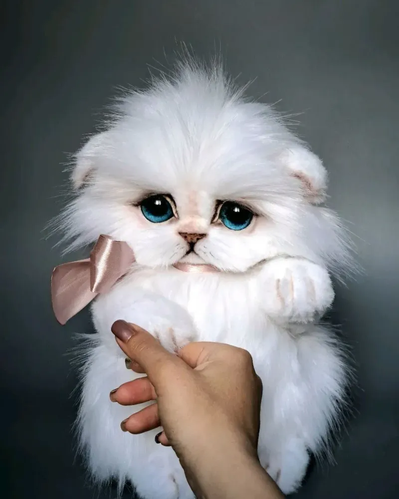 Котёнок тедди Зефир, белый
