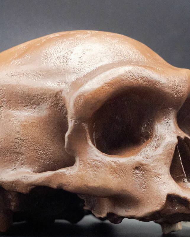 Homo longi (Денисовец) Реконструкция черепа – Человек-Дракон