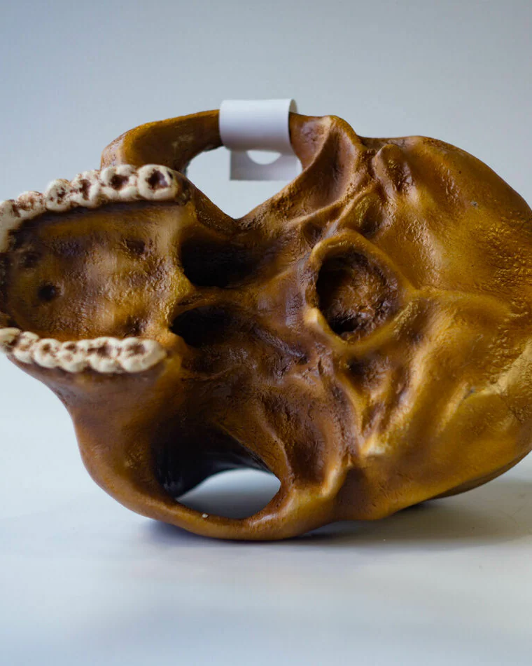 Хомо Хабилис Homo habilis, черепа антропологическая