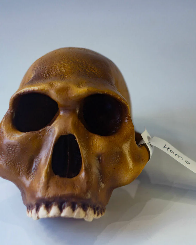 Хомо Хабилис Homo habilis, черепа антропологическая