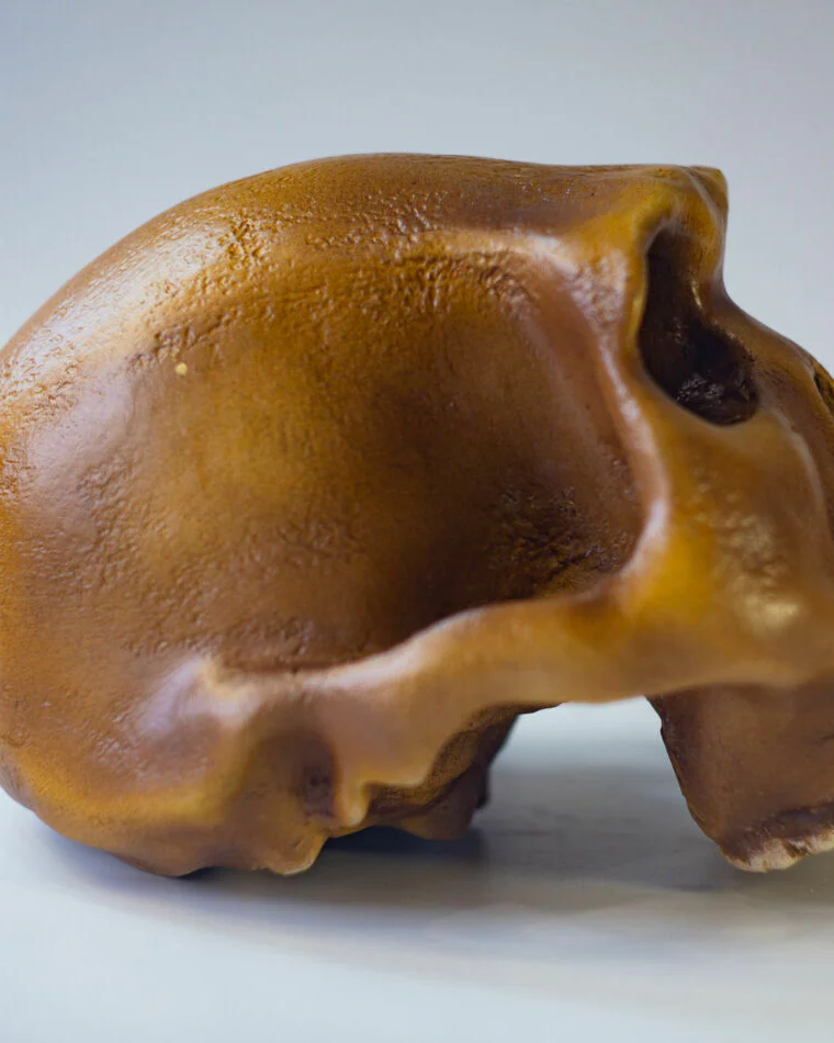 Хомо Хабилис Homo habilis, черепа антропологическая