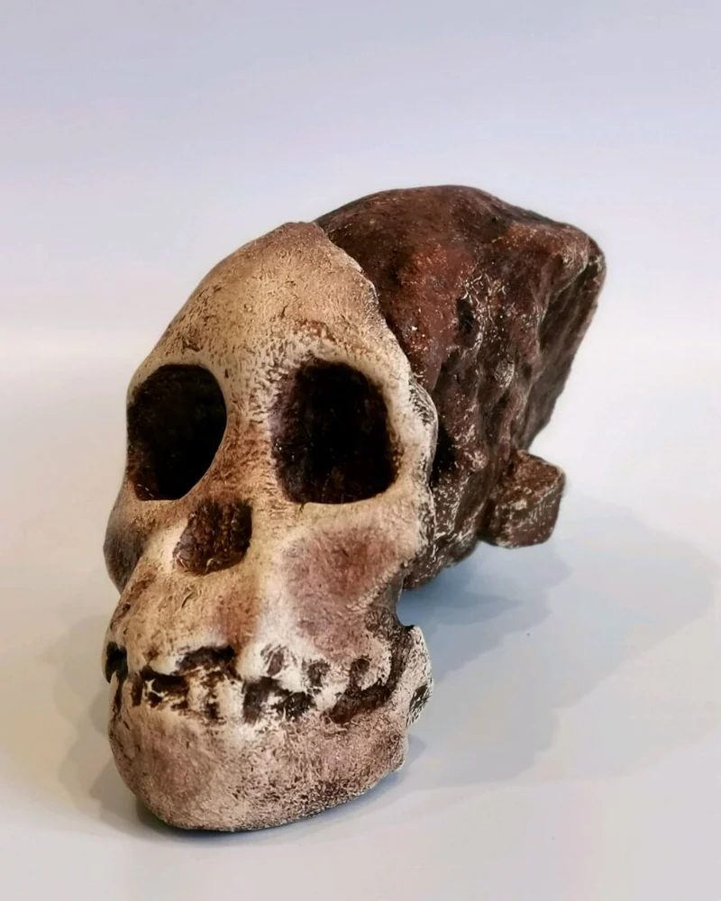 Австралопитек африканский "Taung Child", модель черепа