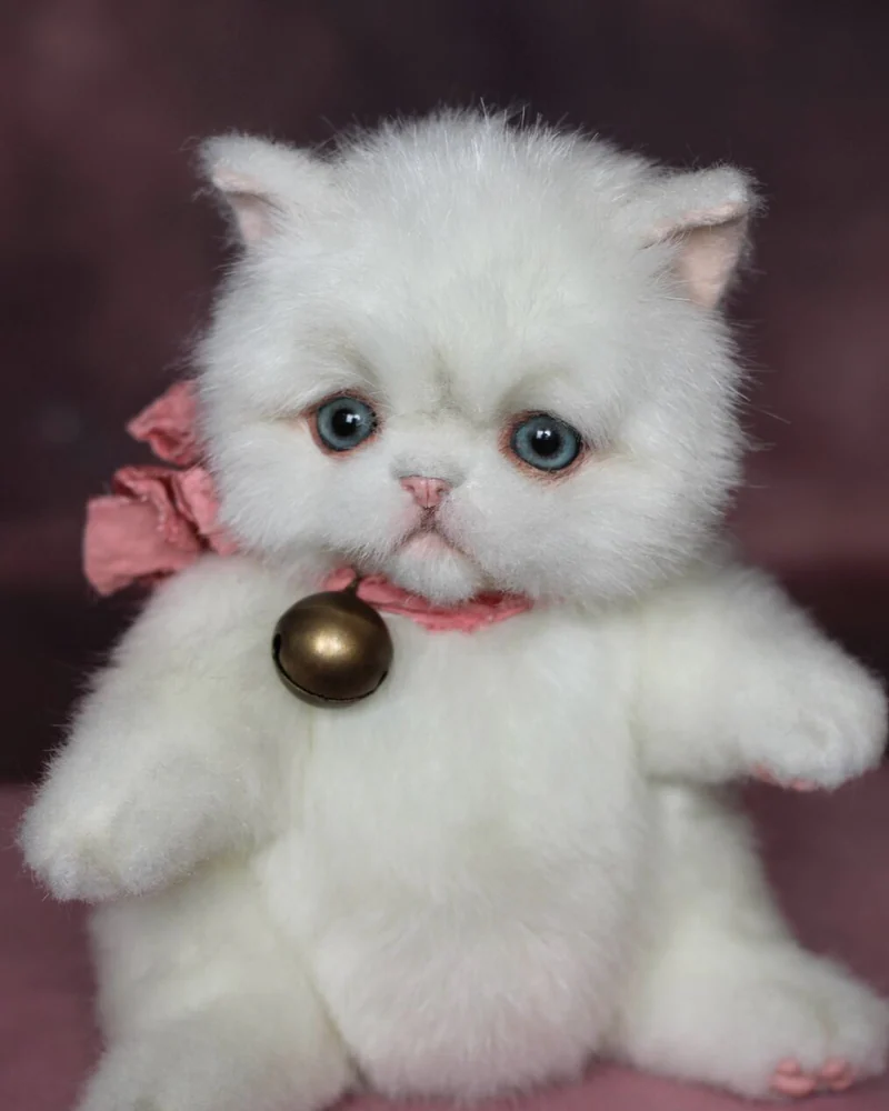 Персидский котенок (тедди), белый — Белый