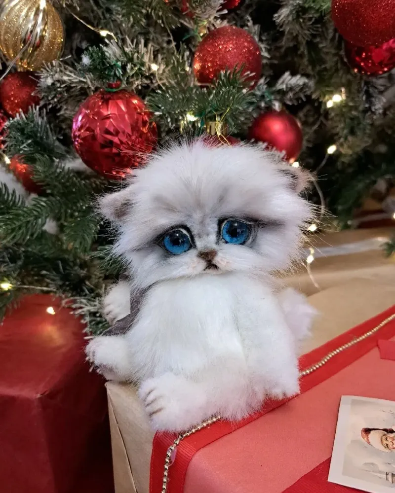 Котёнок тедди Ромашка, белый