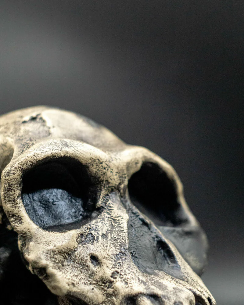 Хомо Хабилис Homo habilis Skull (KNM-ER 1813), модель черепа