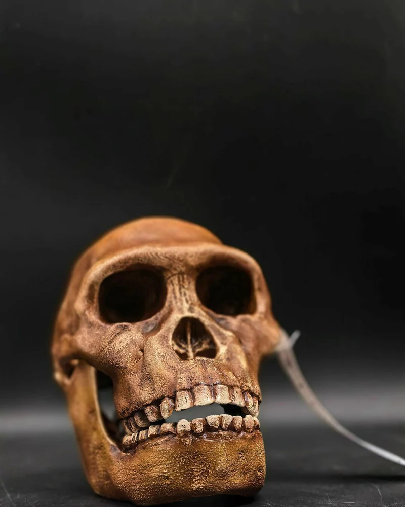 Реплика черепа Australopithecus sediba (Австралопитек седиба, MH1)