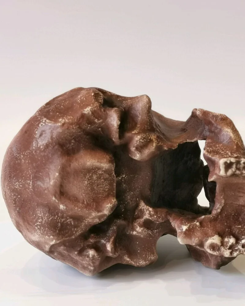 Хомо эргастер "Turkana Boy" без челюсти, модель черепа
