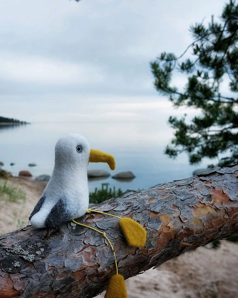 Чайка