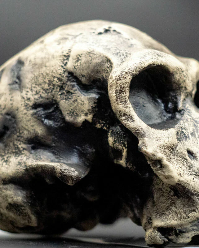 Хомо Хабилис Homo habilis Skull (KNM-ER 1813), модель черепа